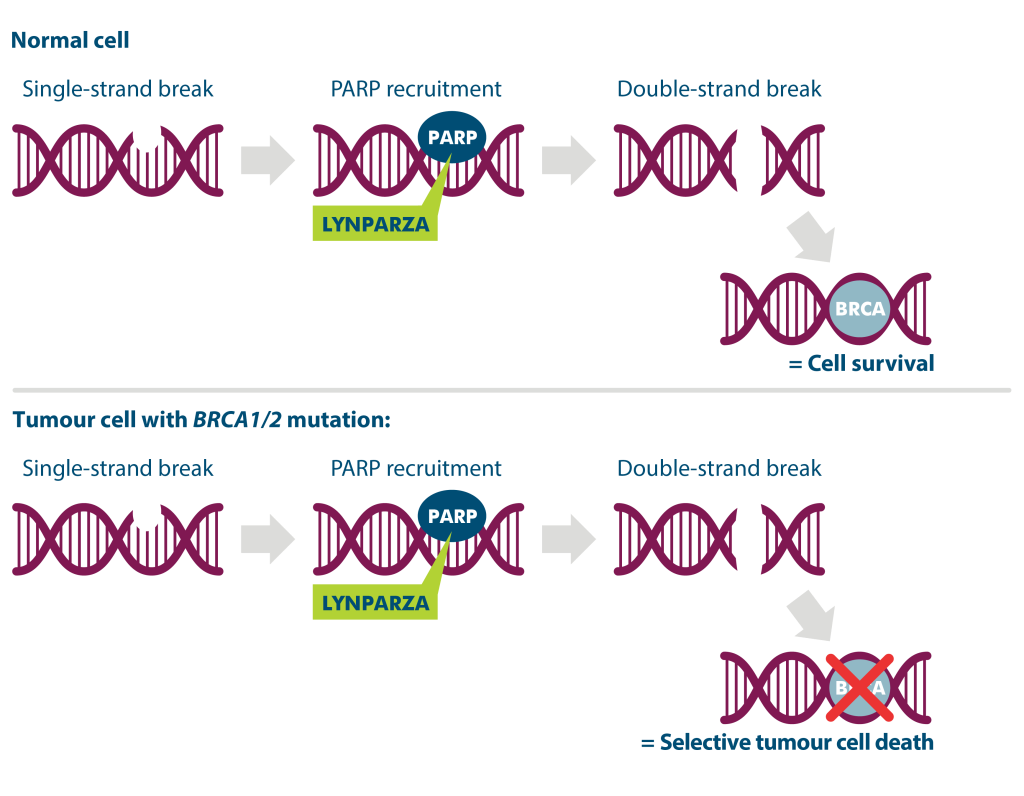 Normal cell: Single-strand to PRAP recruitment to double-strand break = cell survival
Tumour cell with BRCA1/2 mutation: Single-strand to PRAP recruitment to double-strand break = selective tumour cell death