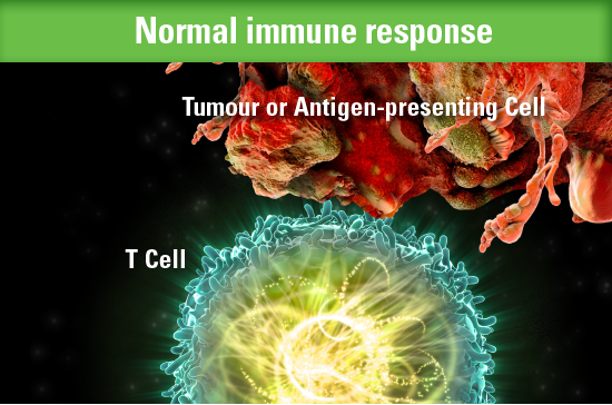 Normal immune response