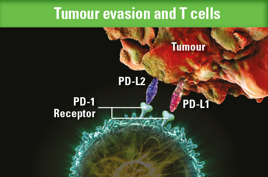 Tumour evasion and T cells