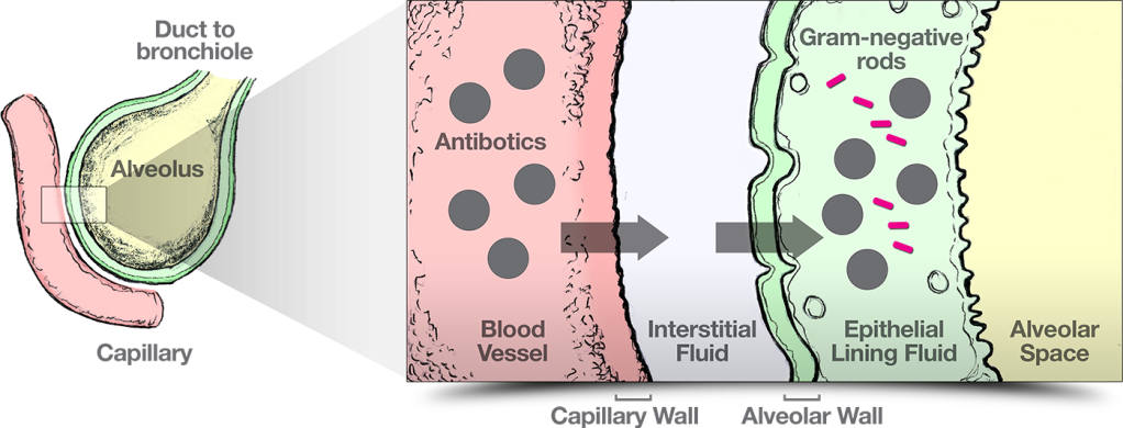 Diagram showing pharmacokinetics (PK) factors