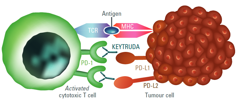 KEYTRUDA MOA diagram