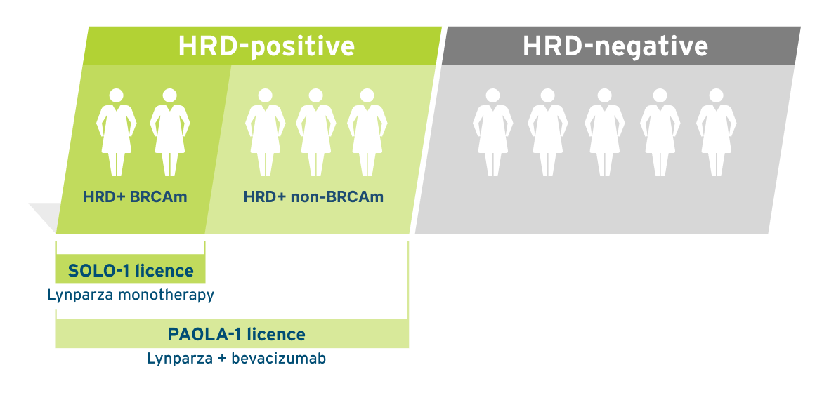 Infographic showing nearly half of aOC patients are HRD+ (incl. BRCAm) and may be eligible for Lynparza in 1L maintenance