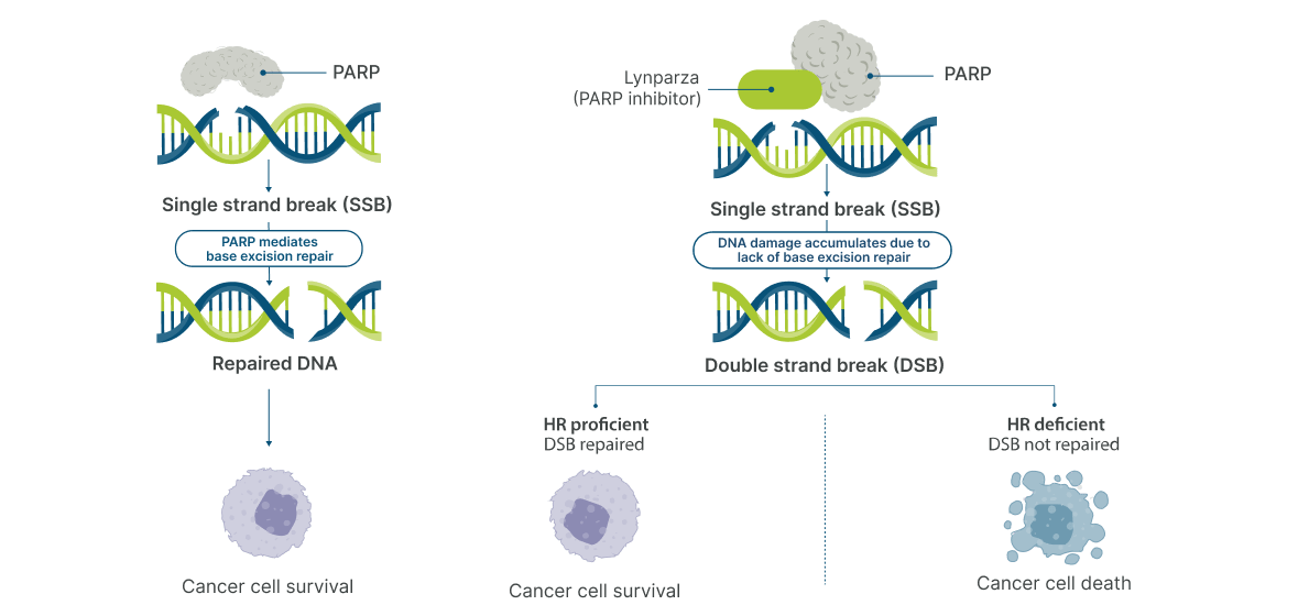 Infographic showing the MOA for Lynparza, a PARP inhibitor  