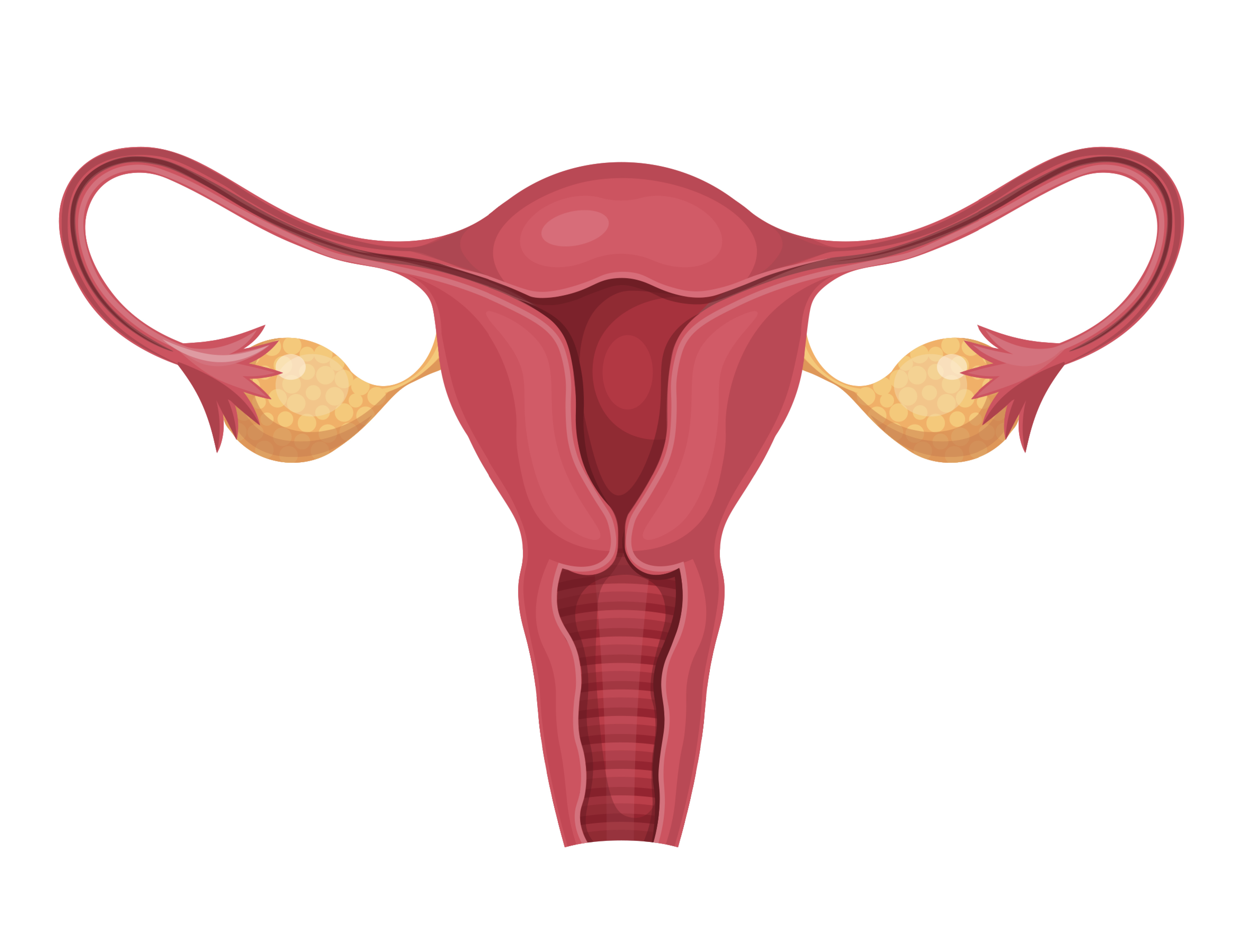 female reproductive system